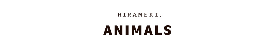 HIRAMEKI ANIMALS