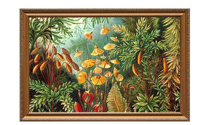 苔のデザイン原画