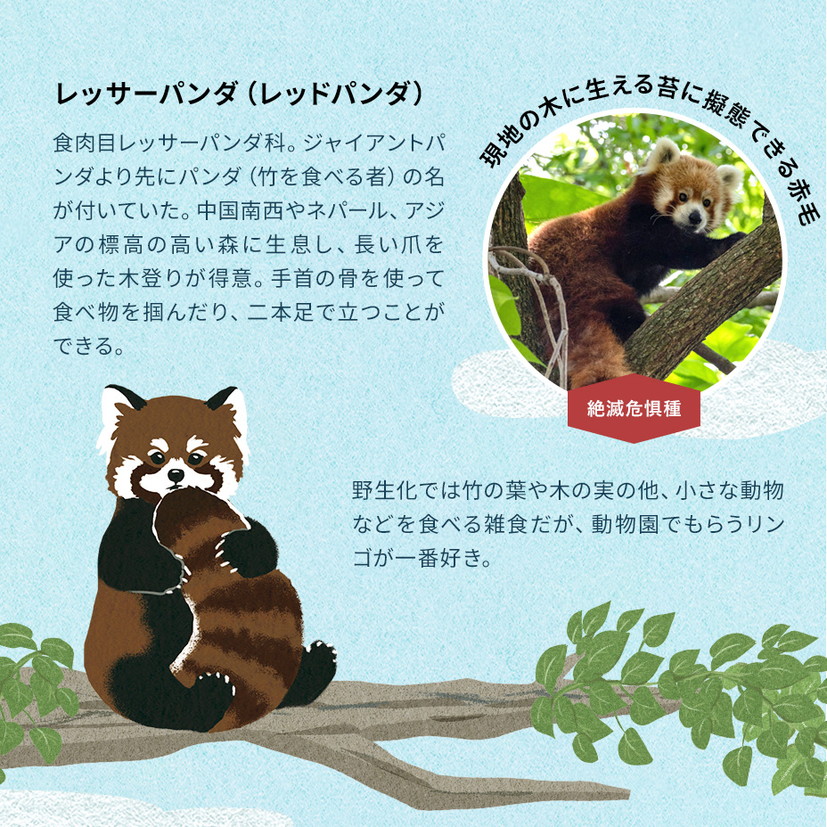 レッサーパンダ