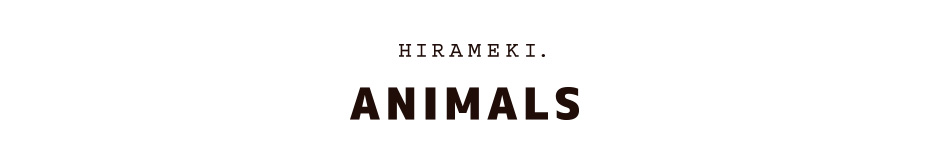 HIRAMEKI ANIMALS